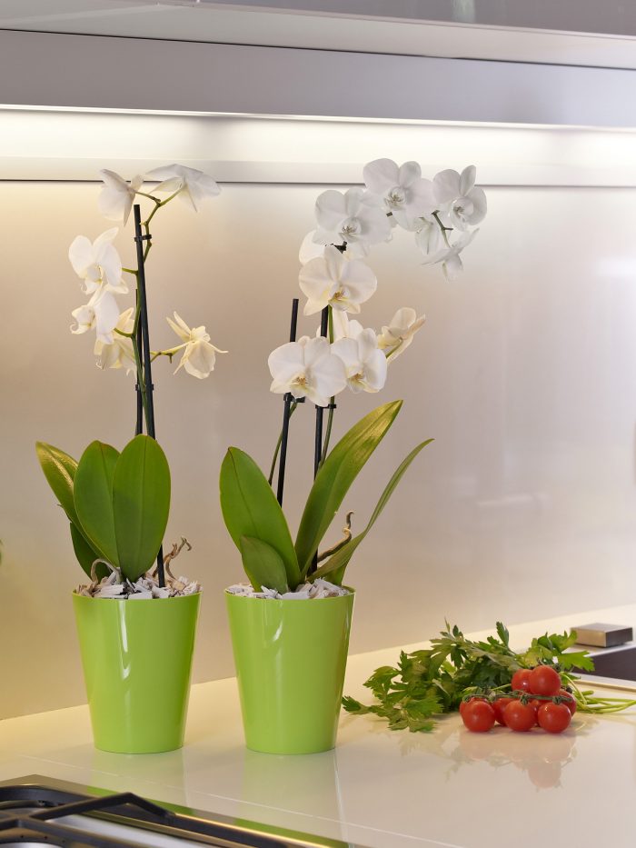 Clivo dekorativna saksija za orhideju