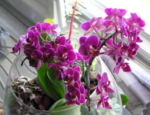 Orhideja – lepotica među cvećem